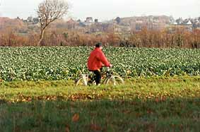 biker in cabbage field