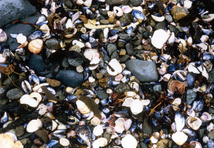 mussels on beach